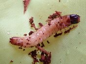 028.jpg - 2023:10:06 03:52:26