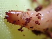 029.jpg - 2023:10:06 03:52:52