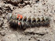 034.jpg - 2023:10:06 04:19:15