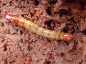 064.jpg - 2023:10:07 02:32:05