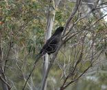 109.jpeg - 2023:10:07 05:40:17