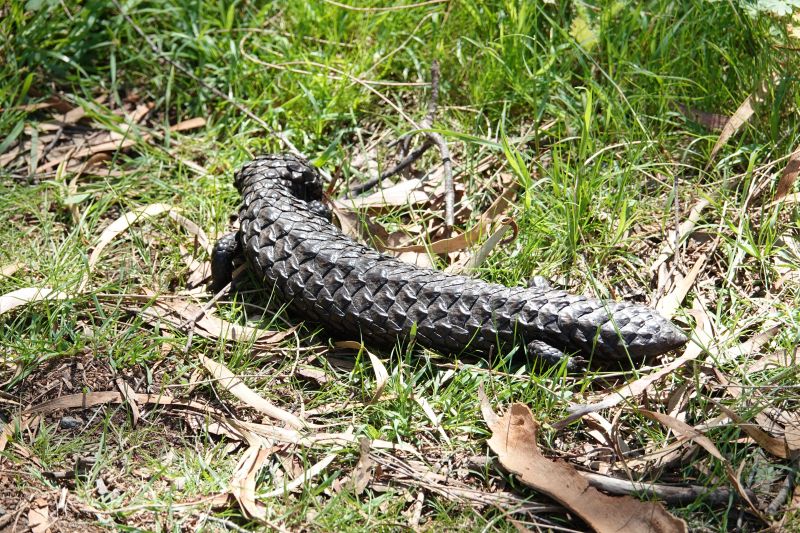 <i>Tiliqua rugosa aspera</i> (Eastern Shingleback Lizard)
