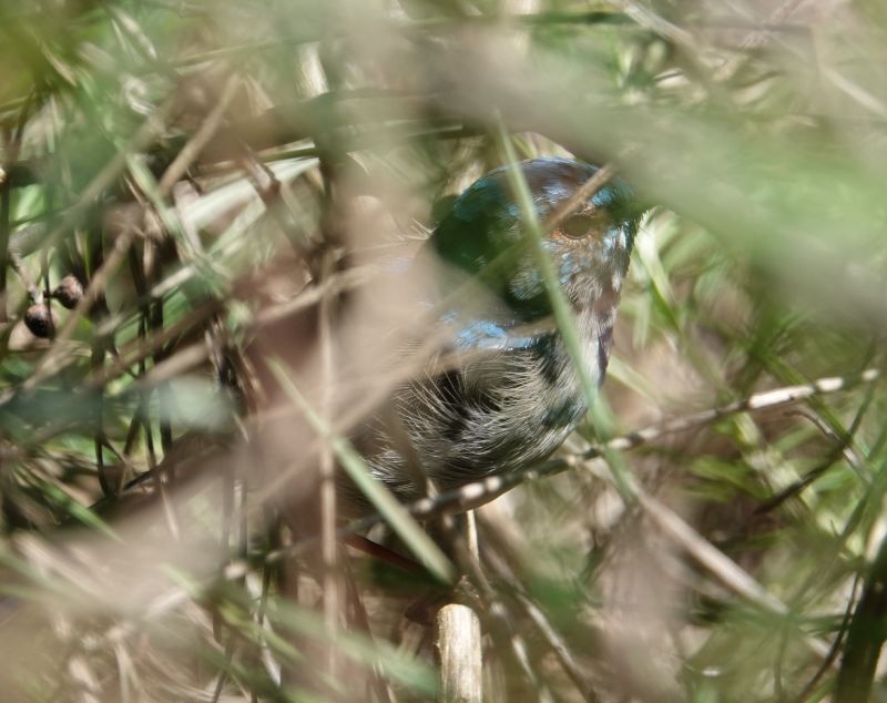<i>Malurus cyaneus</i> (Superb Fairywren)