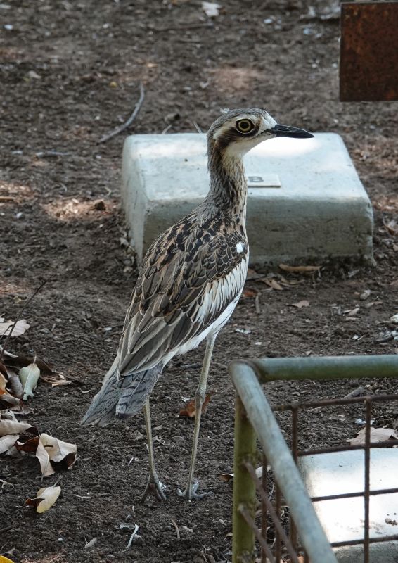 <i>Burhinus grallarius</i> (Bush Stone-curlew)