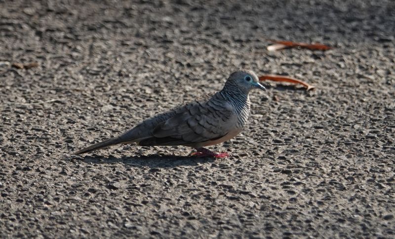 <i>Geopelia placida</i> (Peaceful Dove)