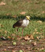 009.jpeg - 2023:10:25 06:52:44