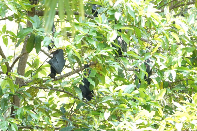 <i>Pteropus alecto</i> (Black Flying Fox)