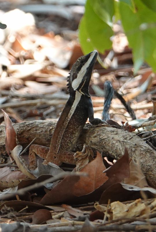 <i>Tropicagama temporalis</i> (Northern Water Dragon)