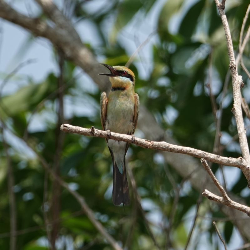 <i>Merops ornatus</i> (Rainbow Bee-eater)