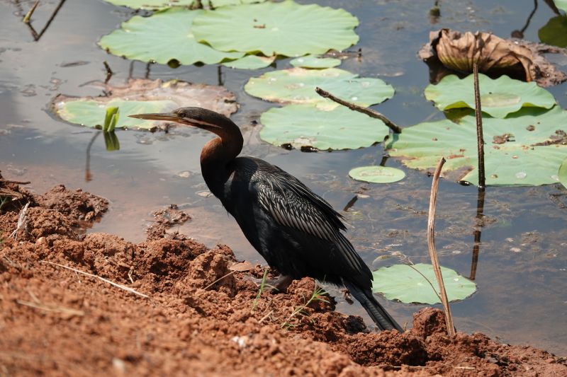 <i>Anhinga novaehollandiae</i> (Australasian Darter)