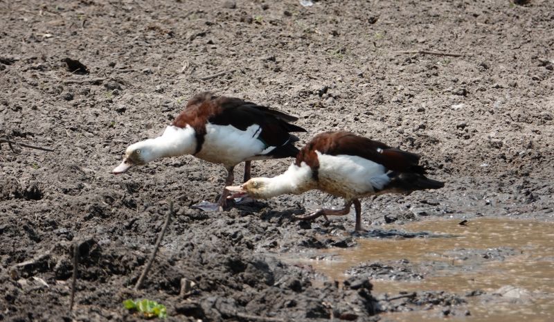 <i>Radjah radjah</i> (Radjah Shelduck)