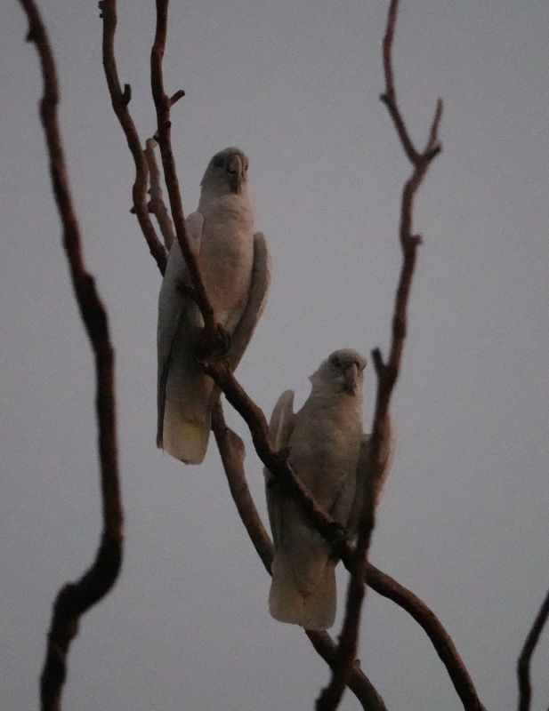 <i>Cacatua sanguinea</i> (Little Corella)
