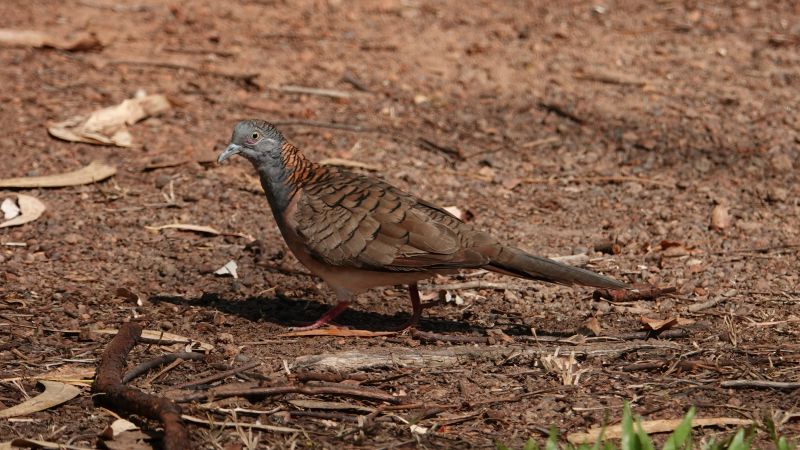 <i>Geopelia humeralis</i> (Bar-shouldered Dove)