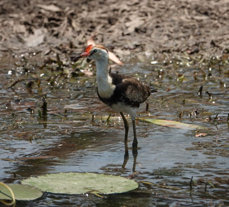<i>Irediparra gallinacea</i> (Comb-crested Jacana)