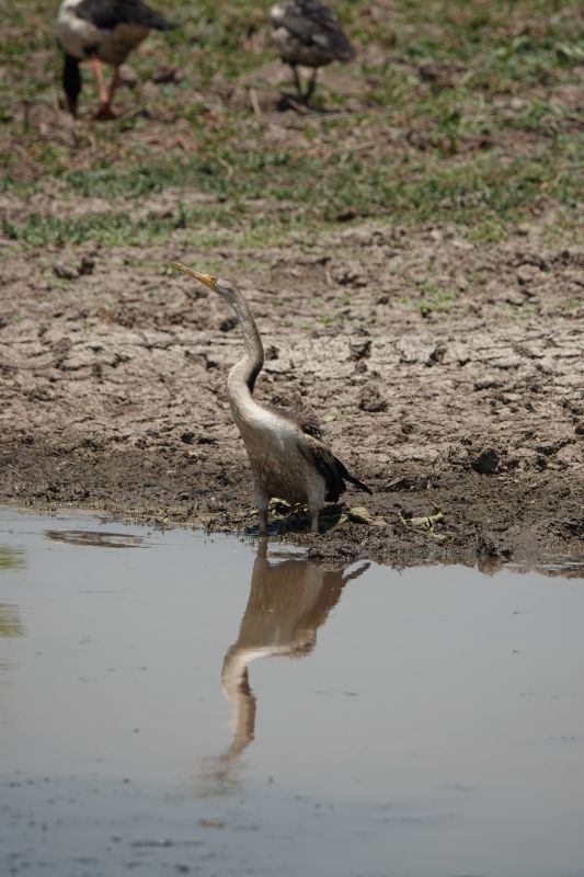 <i>Anhinga novaehollandiae</i> (Australasian Darter)