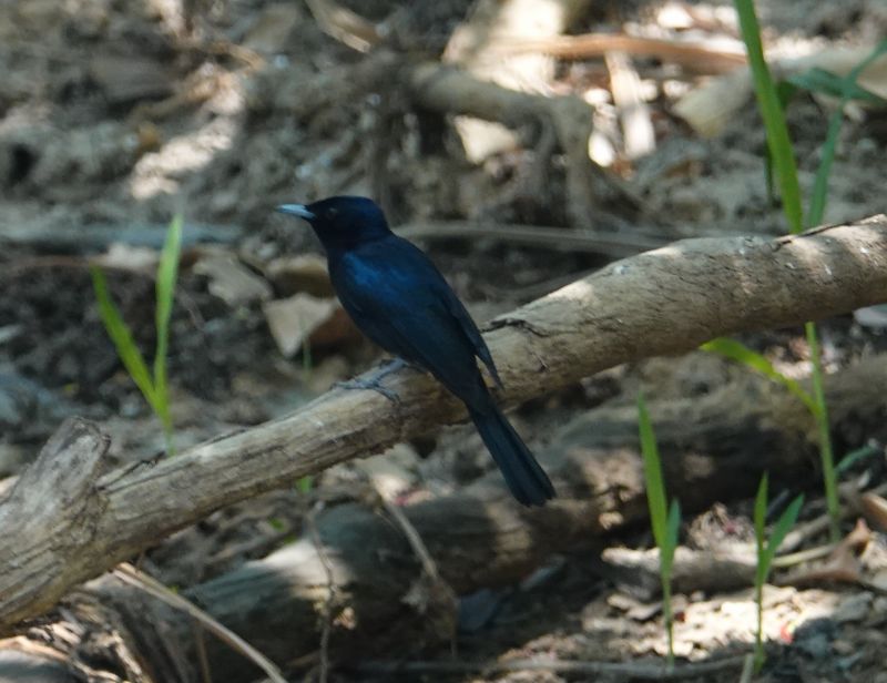 <i>Myiagra alecto</i> (Shining Flycatcher)