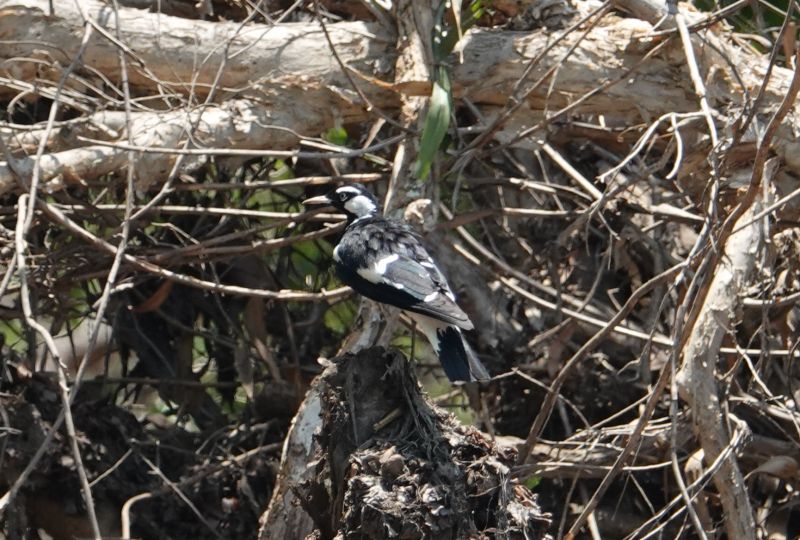 <i>Grallina cyanoleuca</i> (Magpie-lark)