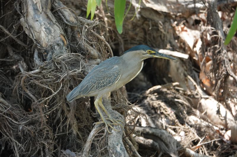 <i>Butorides striata</i> (Striated Heron)