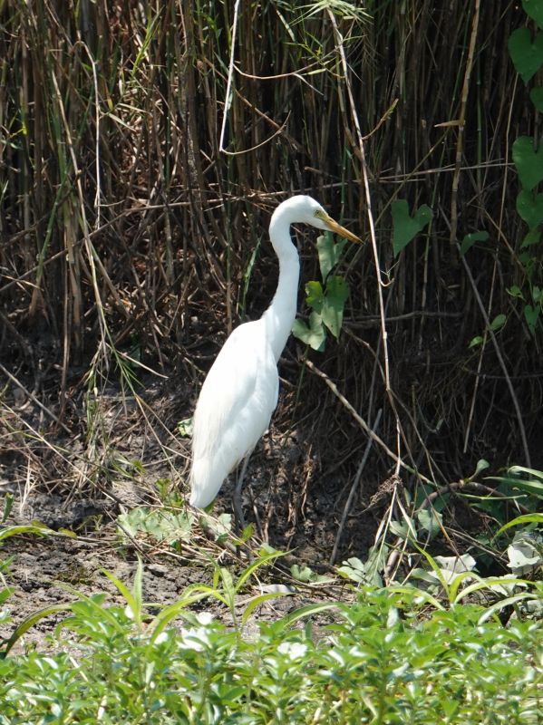 <i>Ardea plumifera</i> (Plumed egret)