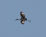 113.jpeg - 2023:10:28 03:01:09