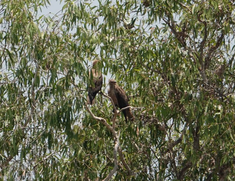 <i>Haliastur sphenurus</i> (Whistling Kite)