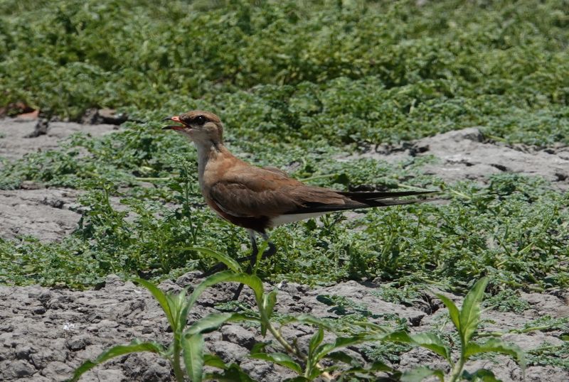 <i>Stiltia isabella</i> (Australian Pratincole)