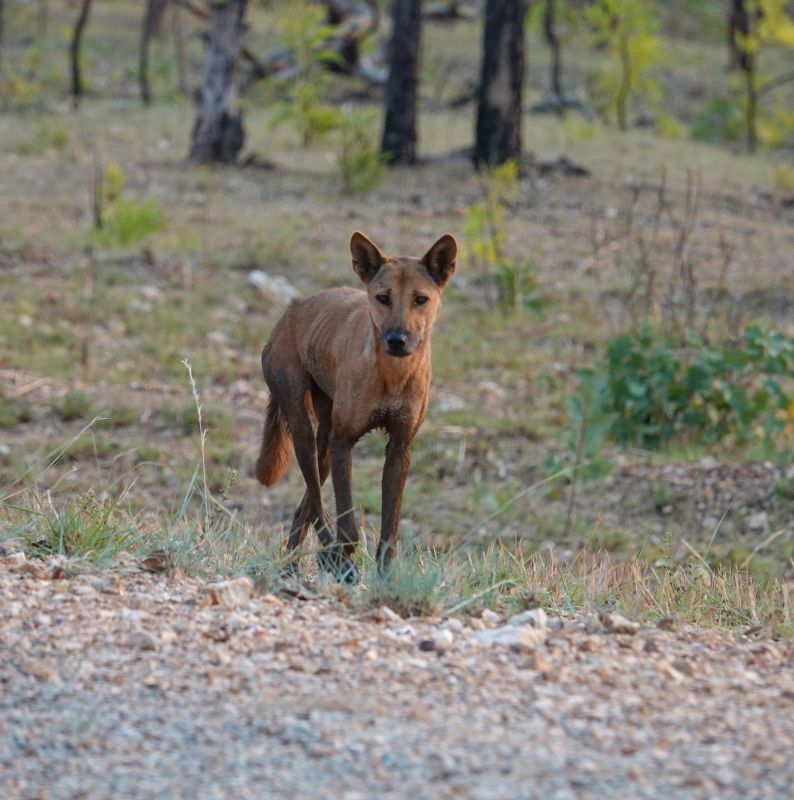 <i>Canis familiaris dingo</i> (Dingo)