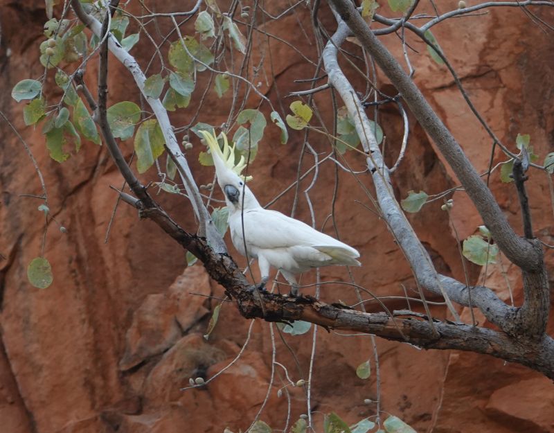 <i>Cacatua galerita</i> (Sulphur-crested Cockatoo)