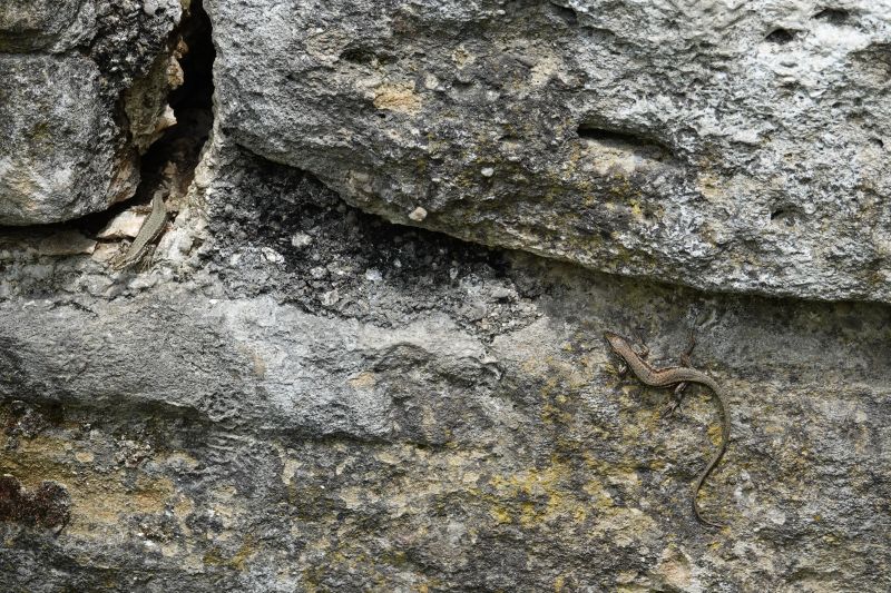 <i>Podarcis muralis</i> (Common Wall Lizard)