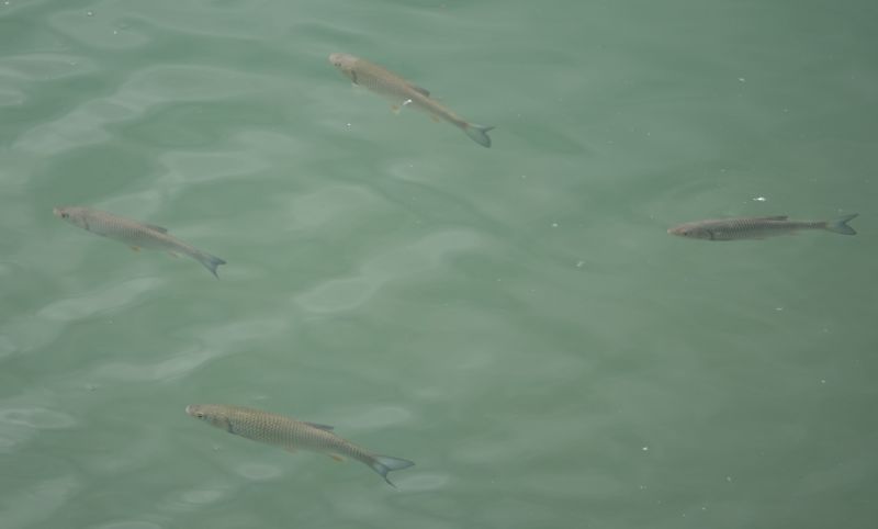 <i>Squalius cephalus</i> (Chub)