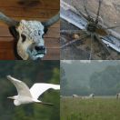 2024-05-26<br/>
<b>Park Prirode Lonjsko Polje, Croatia</b>
