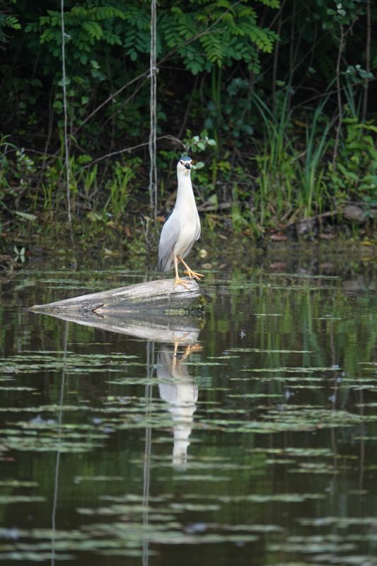 <i>Nycticorax nycticorax</i> (Black-crowned Night Heron)