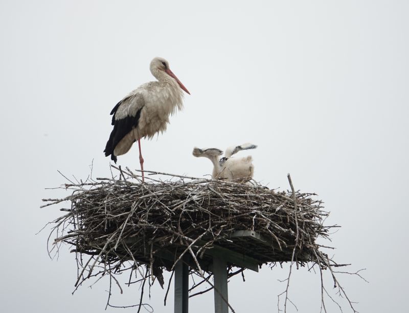 <i>Ciconia ciconia</i> (White Stork)