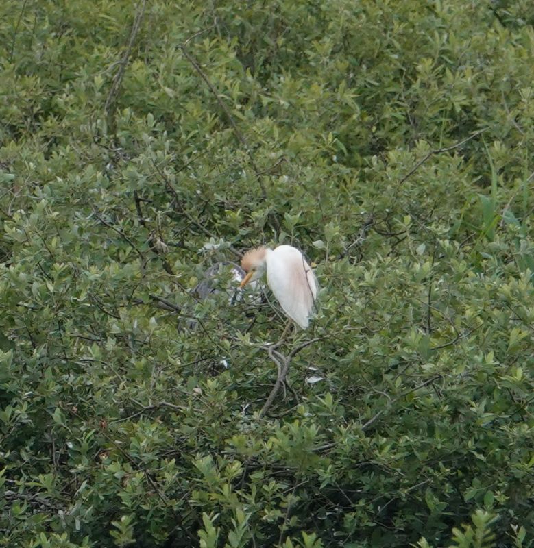 <i>Bubulcus ibis</i> (Western Cattle Egret)