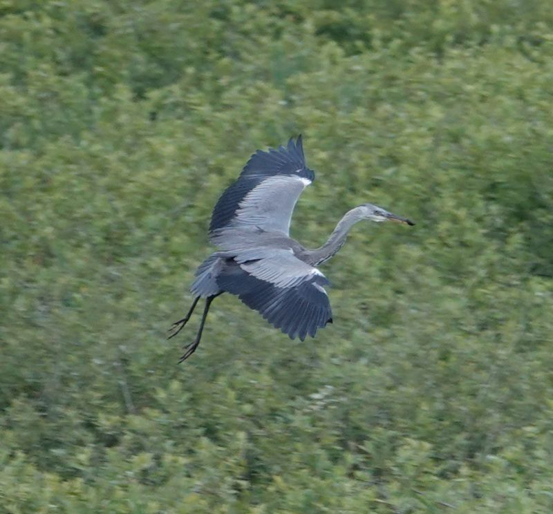 <i>Ardea cinerea</i> (Grey Heron)