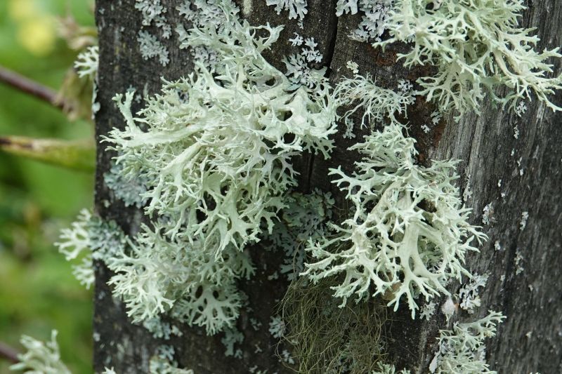 <i>Evernia prunastri</i> (Oakmoss)