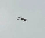 39.jpeg - 2024:05:26 14:30:28