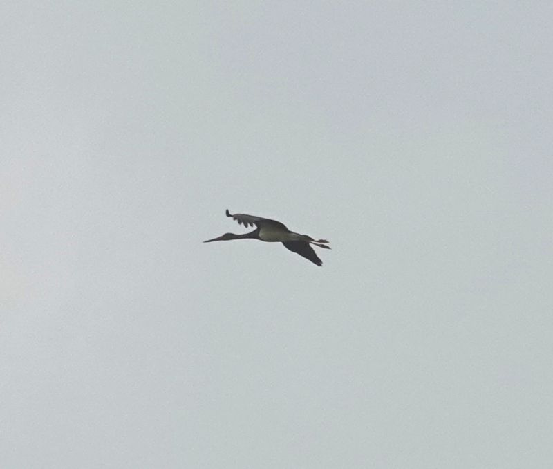 <i>Ciconia nigra</i> (Black Stork)