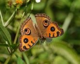 105.jpeg - 2024:09:01 06:11:49