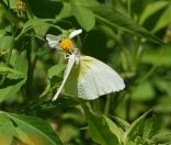 109.jpeg - 2024:09:01 06:16:55