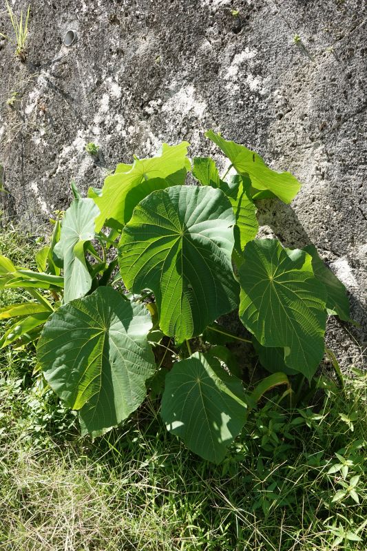 Viewing photos→2024→2024-08-30→114