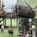 2024-09-15<br/>
<b>Nara, Japan</b>
