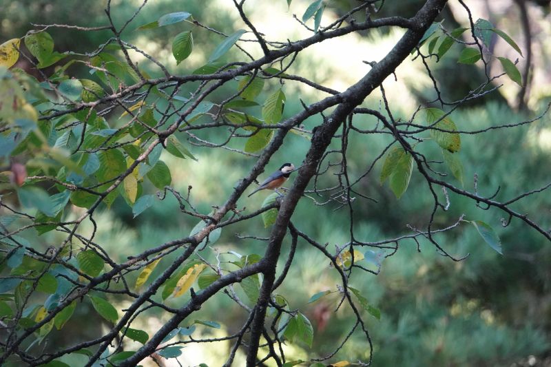 Viewing photos→2024→2024-09-16→34