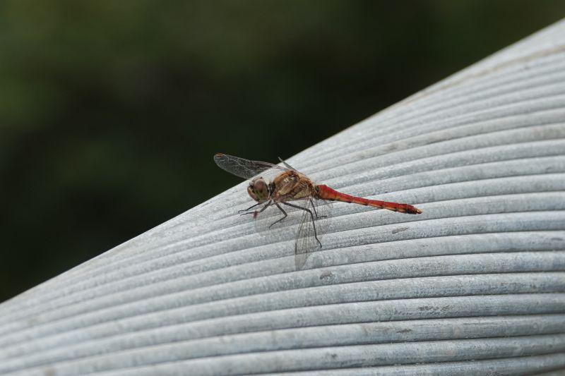 Viewing photos→2024→2024-09-19→10