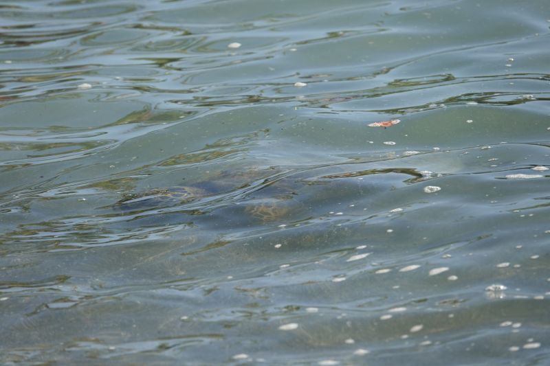 Viewing photos→2025→2025-07-27→09