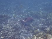 33.jpg - 2025:07:29 23:50:50