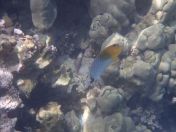 36.jpg - 2025:07:29 23:52:26