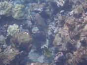 42.jpg - 2025:07:29 23:57:18