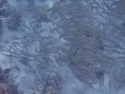 47.jpg - 2025:07:30 00:07:17