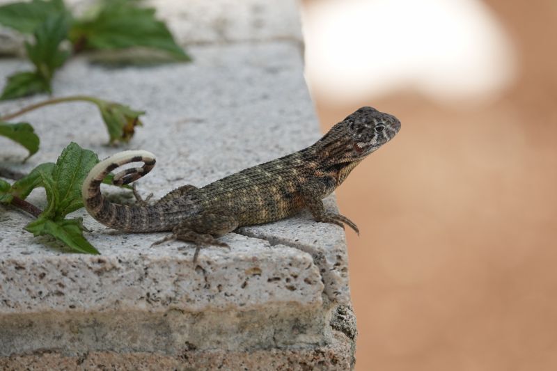 Viewing photos→2025→2025-10-27→114